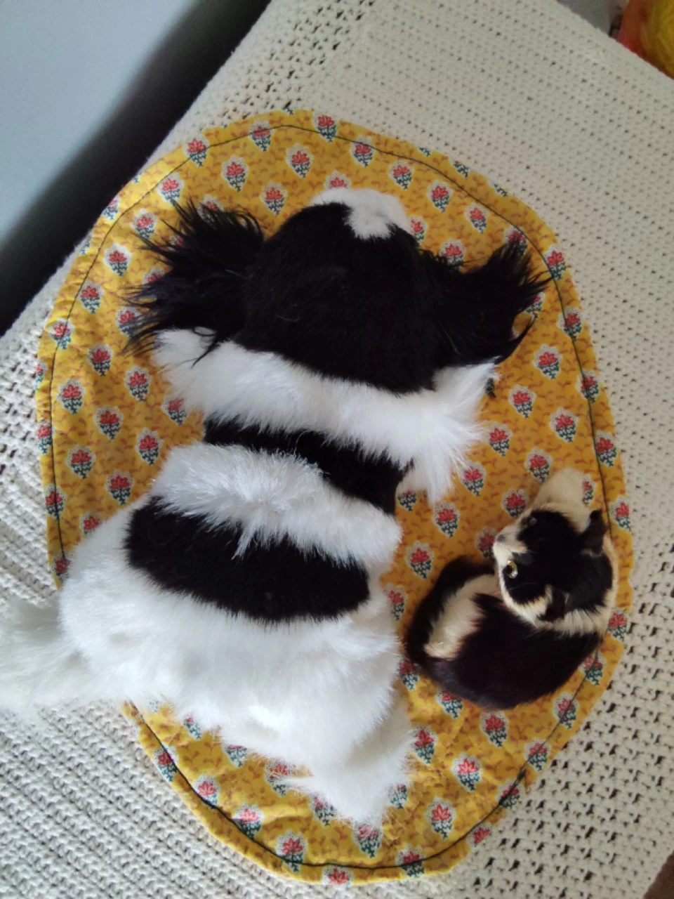 Hond en kat op vintage tapijt – photo 6